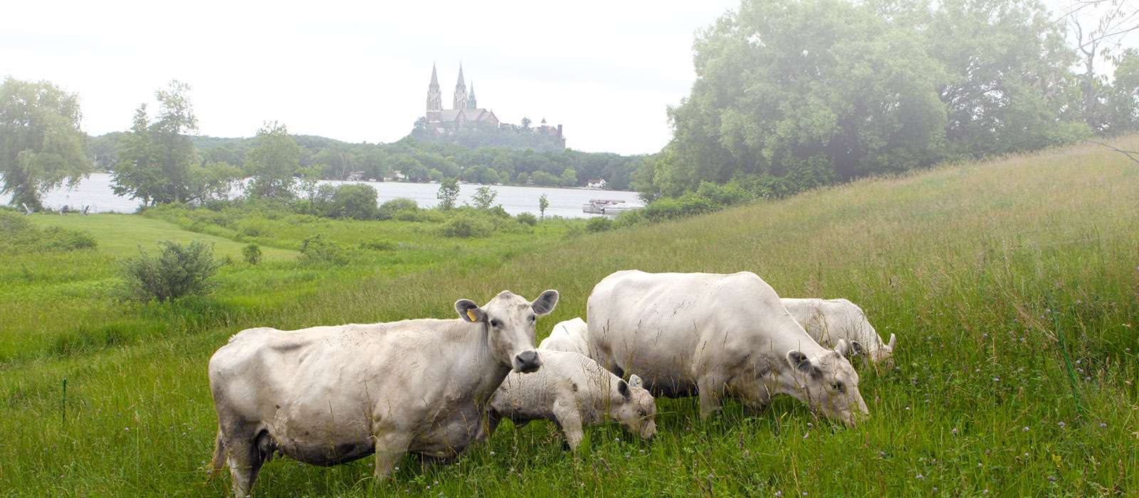 Wisconsin Ranch Cows Murray Grey Beef Cattle - Steeple View Ranch - Hubertus, Wisconsin